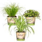 Mezcla de 3 plantas aptas para mascotas – Planta de interior