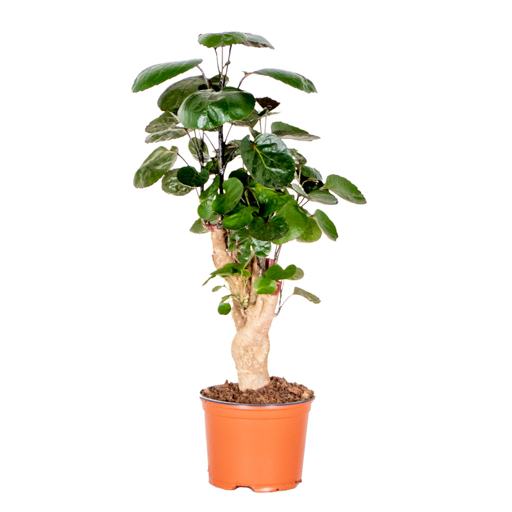 Polyscias Fabian – Planta de interior