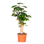 Polyscias Fabian – Planta de interior