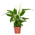 Spathiphyllum Torelli – Indoor Plant