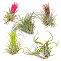 Mélange De 5 Tillandsias – Plante D'Intérieur