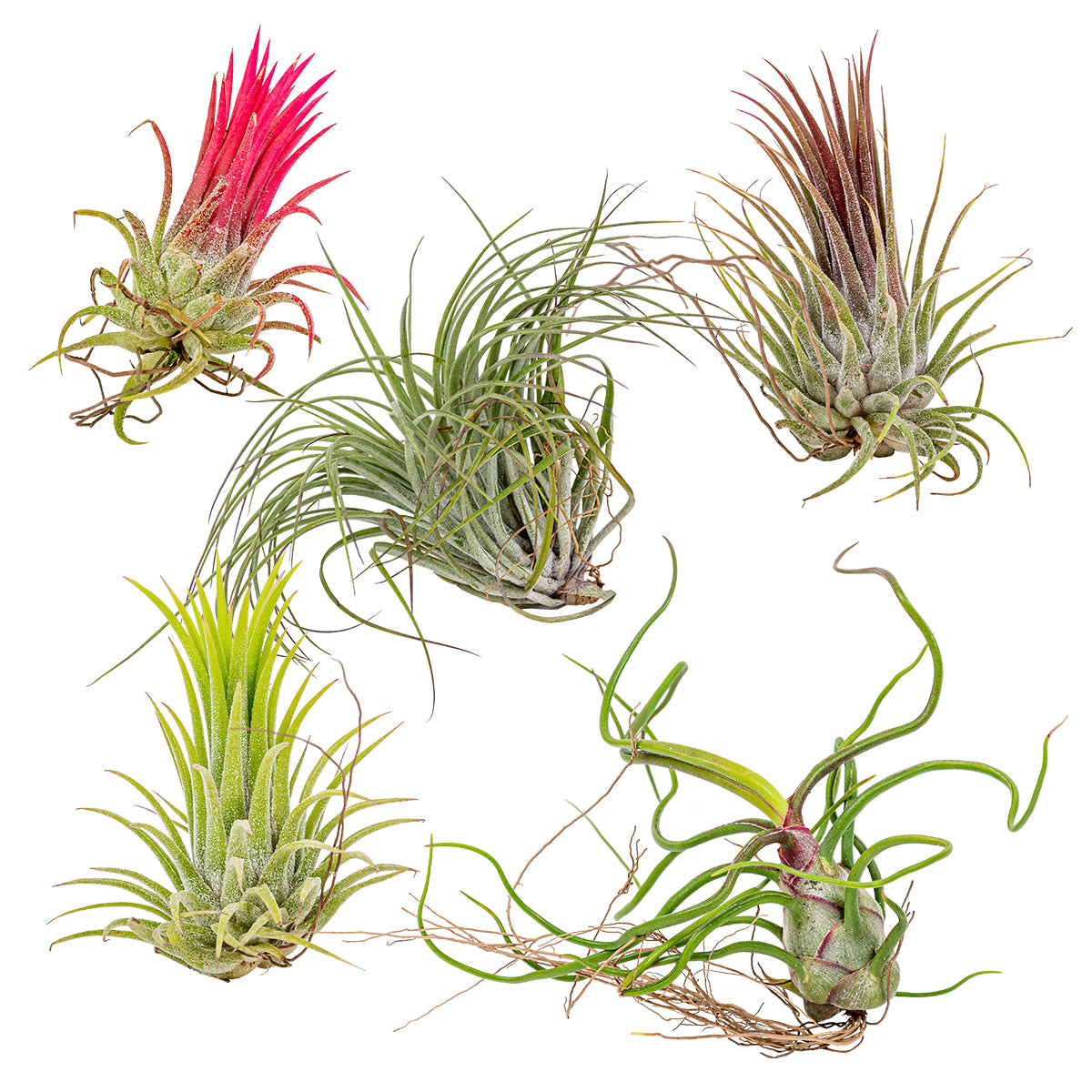 Mélange De 5 Tillandsias – Plante D'Intérieur