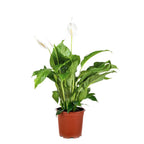 Spathiphyllum Bingo Cupido – Planta de Interior