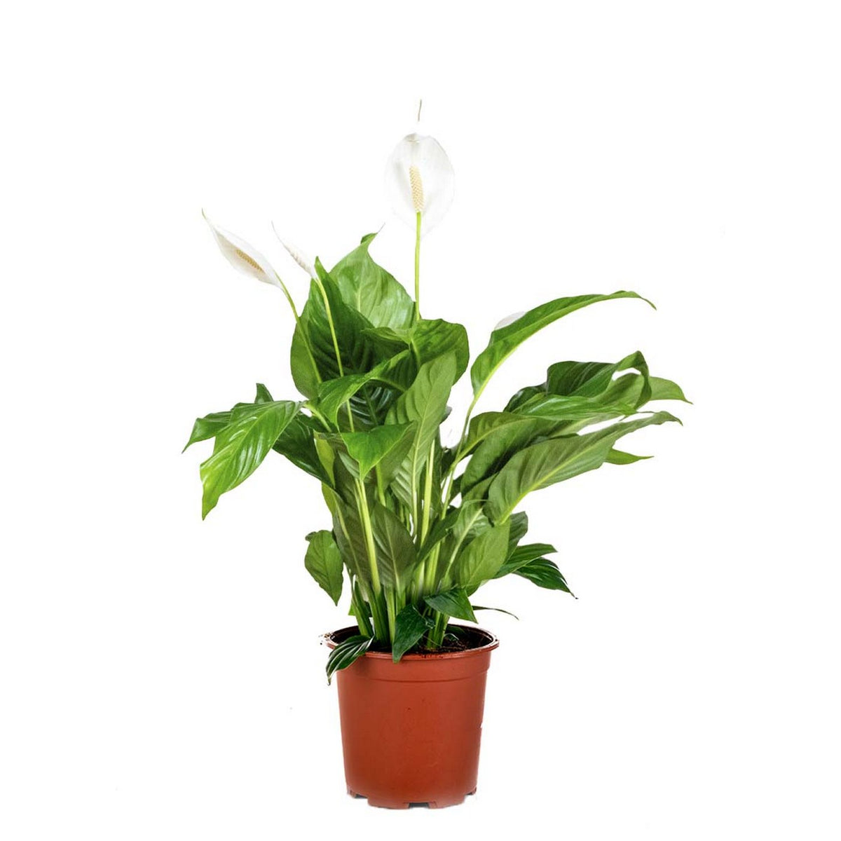 Spathiphyllum Bingo Cupido – Planta de Interior