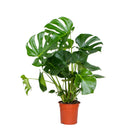Monstera Deliciosa