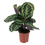 Calathea Medallion – Houseplant