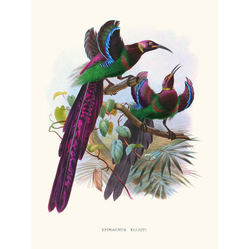Sciences Naturelles - Epimachus Ellioti,Plumes De Paradis 2
