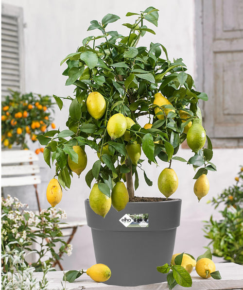 Citronnier 'Citrus Limon' Sur Tige XL - Plantes D'Intérieur + Extérieur