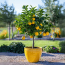 Lemon tree - Citrus Limon