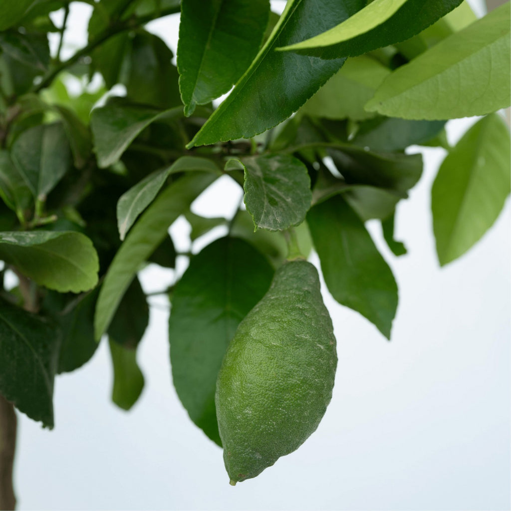 Limonero - Citrus Limon – Planta de exterior