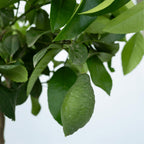 Limonero - Citrus Limon – Planta de exterior