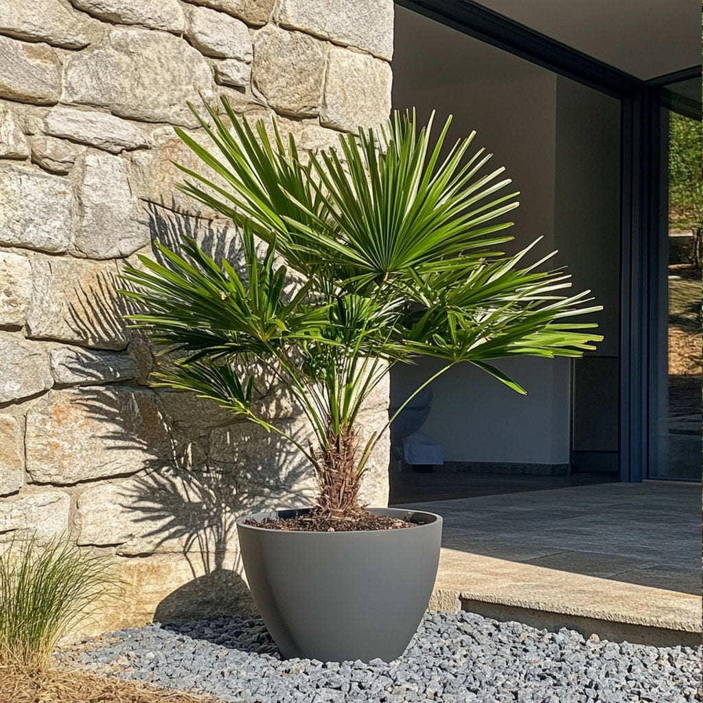 Chamaerops Humilis