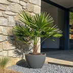 Chamaerops Humilis