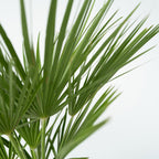 Chamaerops Humilis