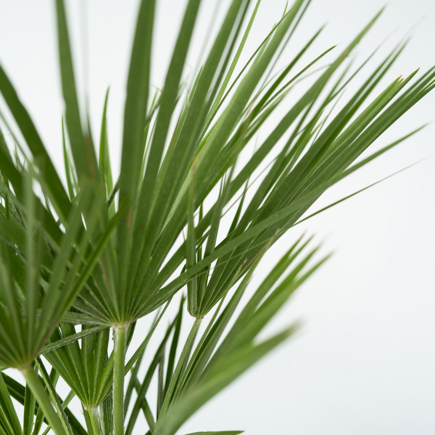 Chamaerops Humilis