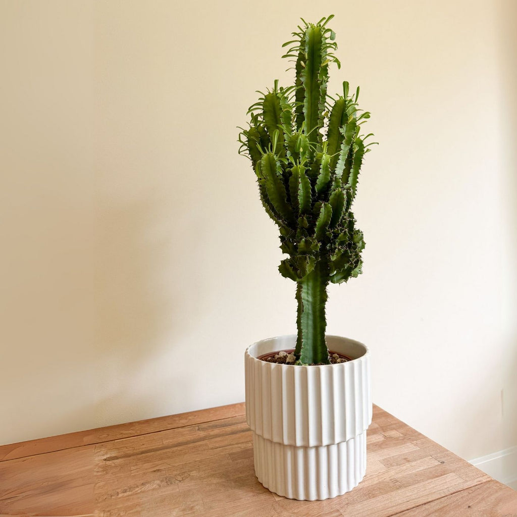 Cowboy Cactus Euphorbia – Indoor Plant