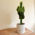 Cowboy Cactus Euphorbia – Indoor Plant