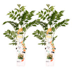 Set of 2 Indian Summer Trumpet Vines – Outdoor Plant