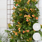 Set of 2 Indian Summer Trumpet Vines – Outdoor Plant