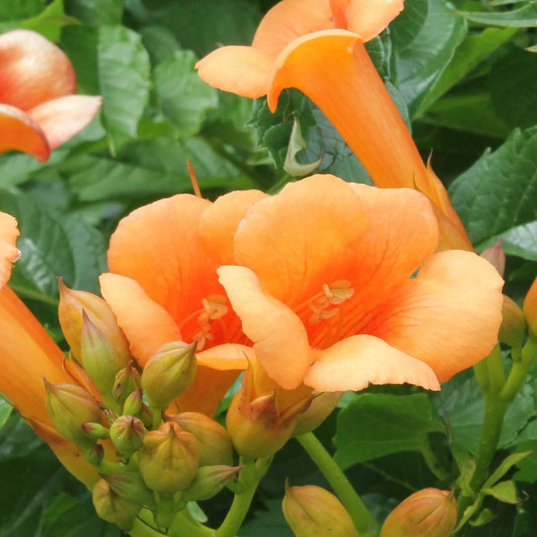 Set of 2 Indian Summer Trumpet Vines – Outdoor Plant