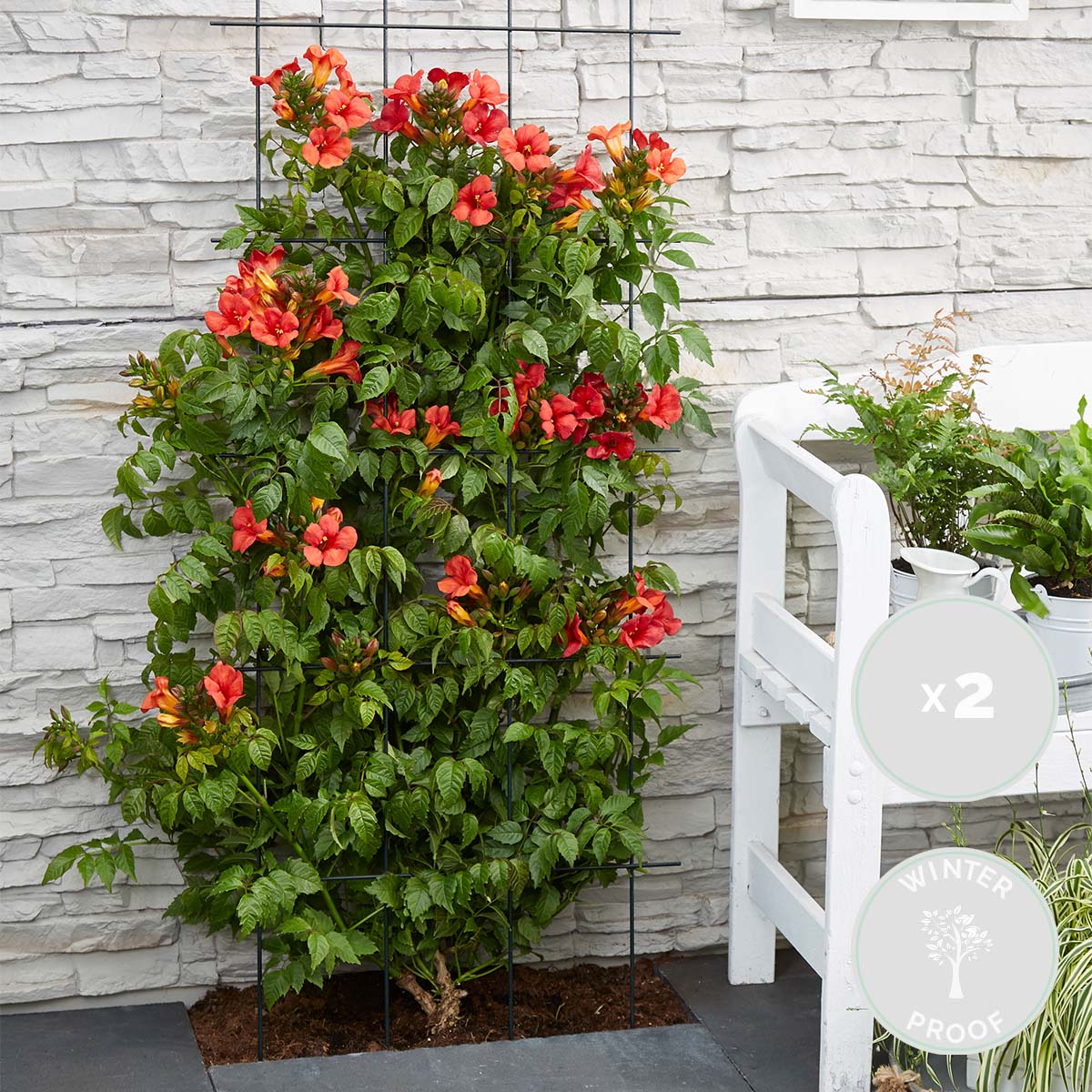 Set of 2 Trumpet Vines Summer Jazz Fire – Outdoor Plant