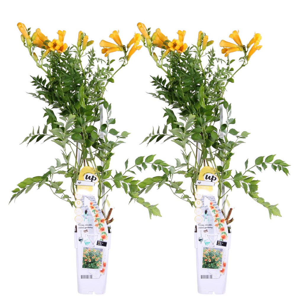 Lot De 2 Bignones Summer Jazz Gold – Plante D'Extérieur