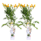 Lot De 2 Bignones Summer Jazz Gold – Plante D'Extérieur