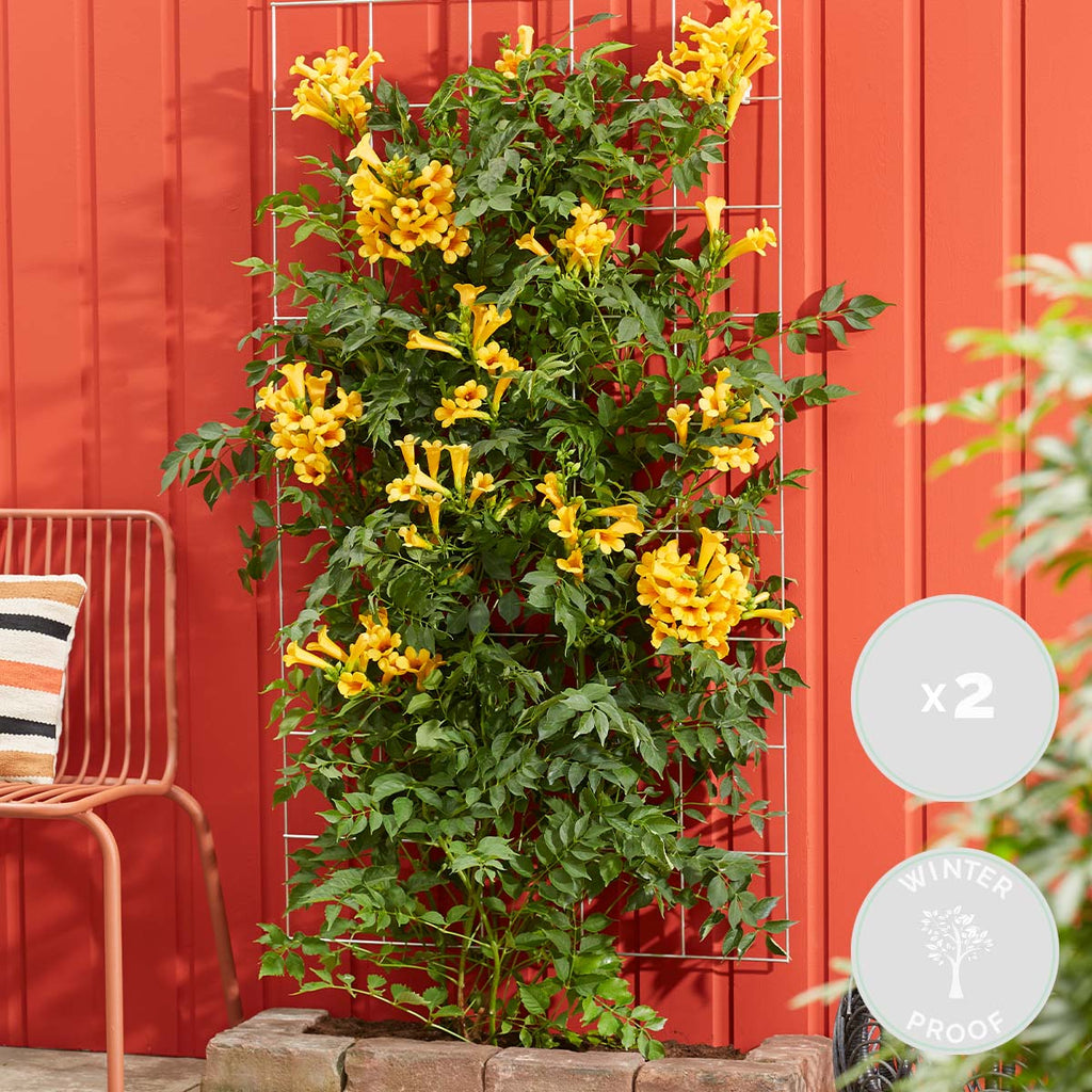 Lot De 2 Bignones Summer Jazz Gold – Plante D'Extérieur