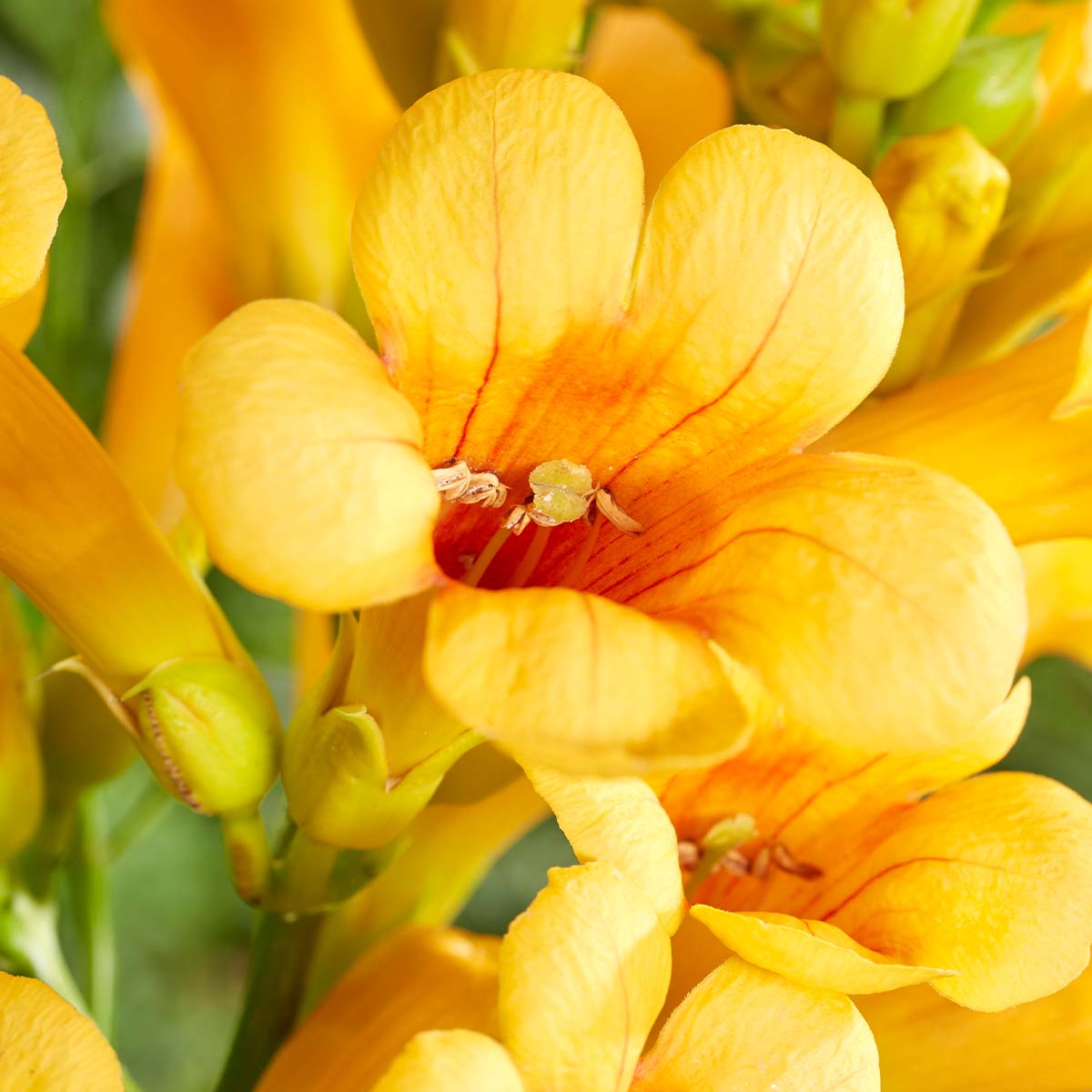 Lot De 2 Bignones Summer Jazz Gold – Plante D'Extérieur