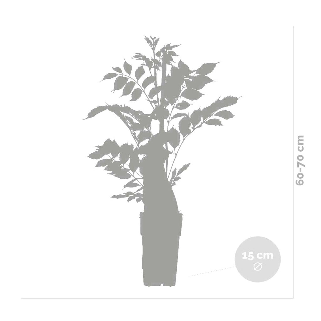 Lote de 2 clemátides Piilu – Planta de exterior