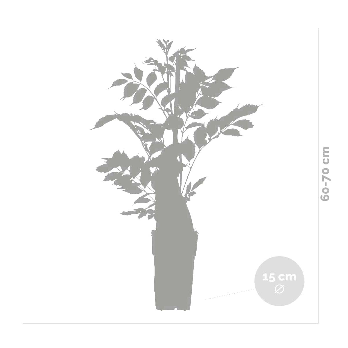 Lote de 2 clemátides Piilu – Planta de exterior