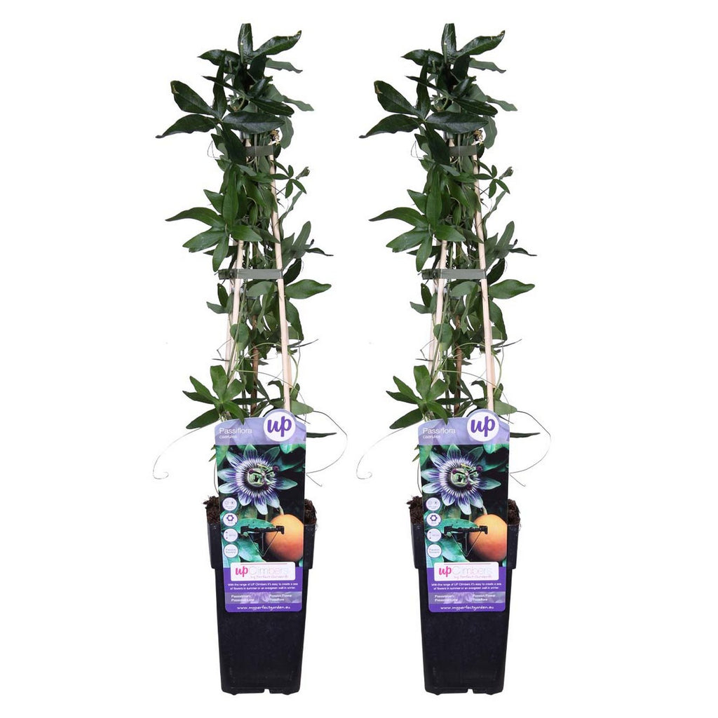 Lote de 2 pasifloras caeruleas