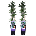 Lote de 2 pasifloras caeruleas