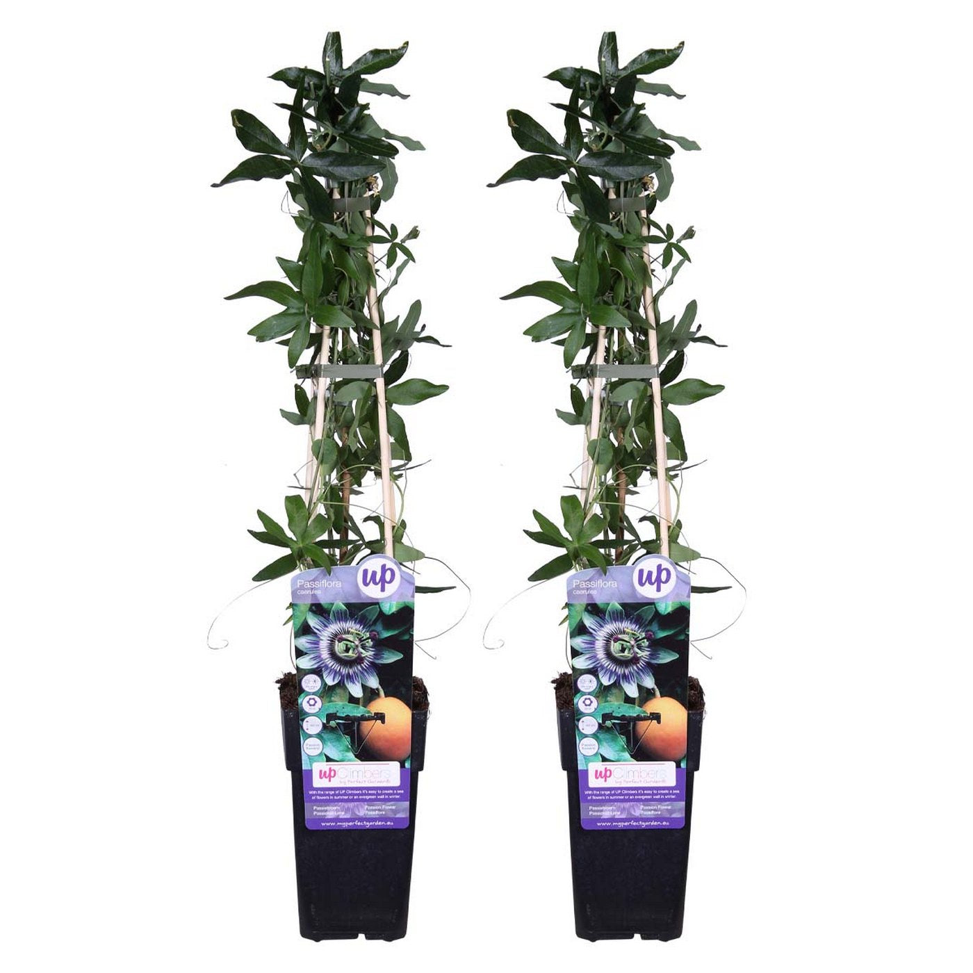Lote de 2 pasifloras caeruleas