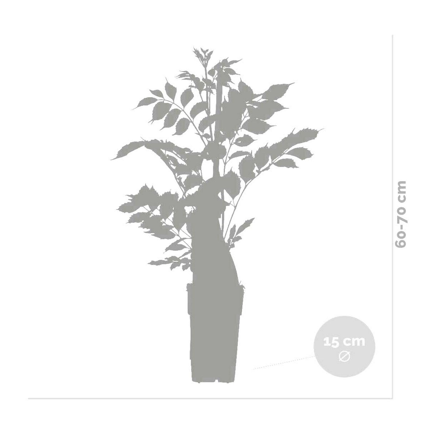 Lote de 2 pasifloras caeruleas