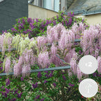 Lote de 2 glicinias rosas – Planta de exterior