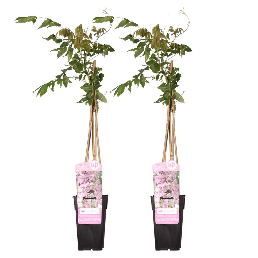 Lote de 2 glicinias rosas – Planta de exterior