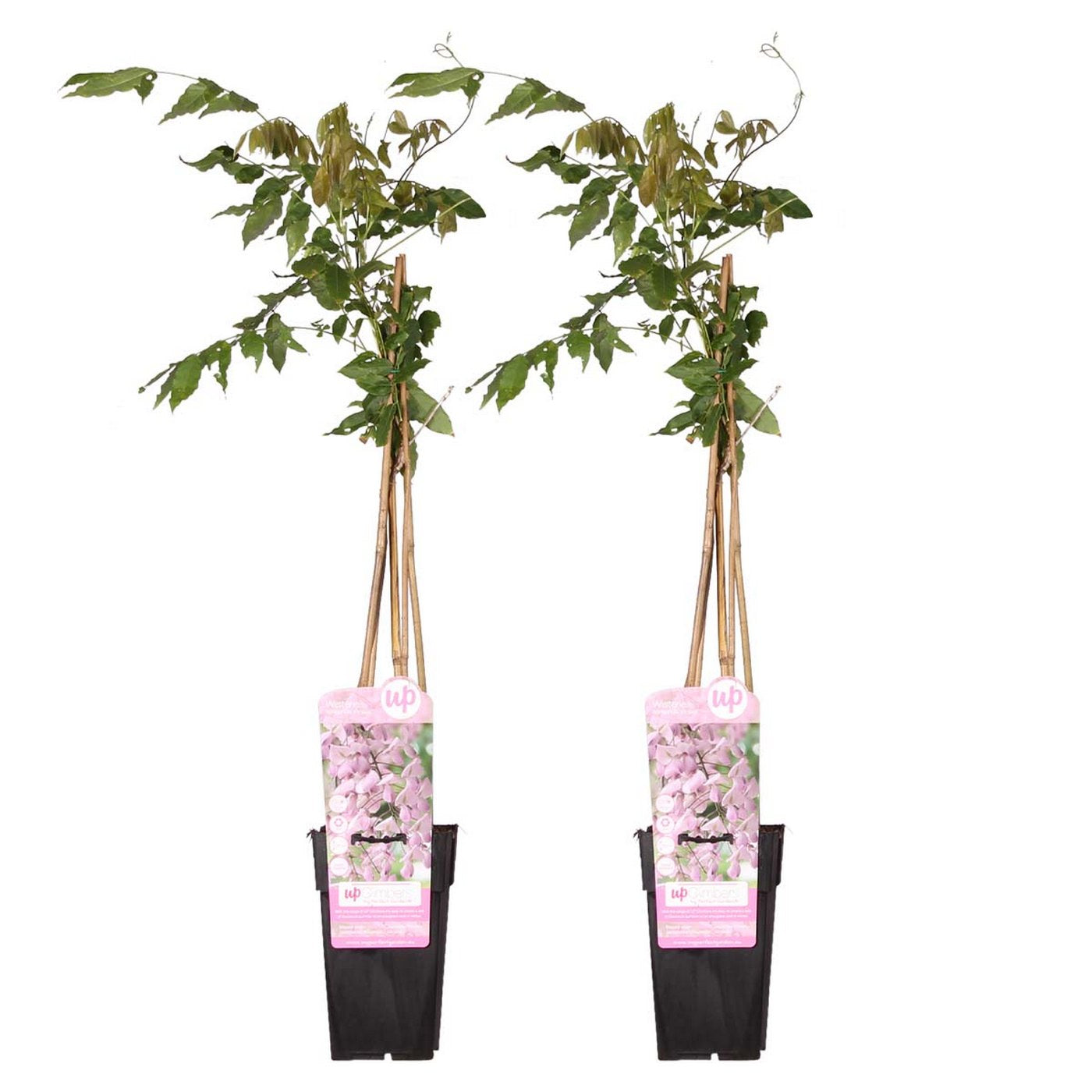 Lote de 2 glicinias rosas – Planta de exterior