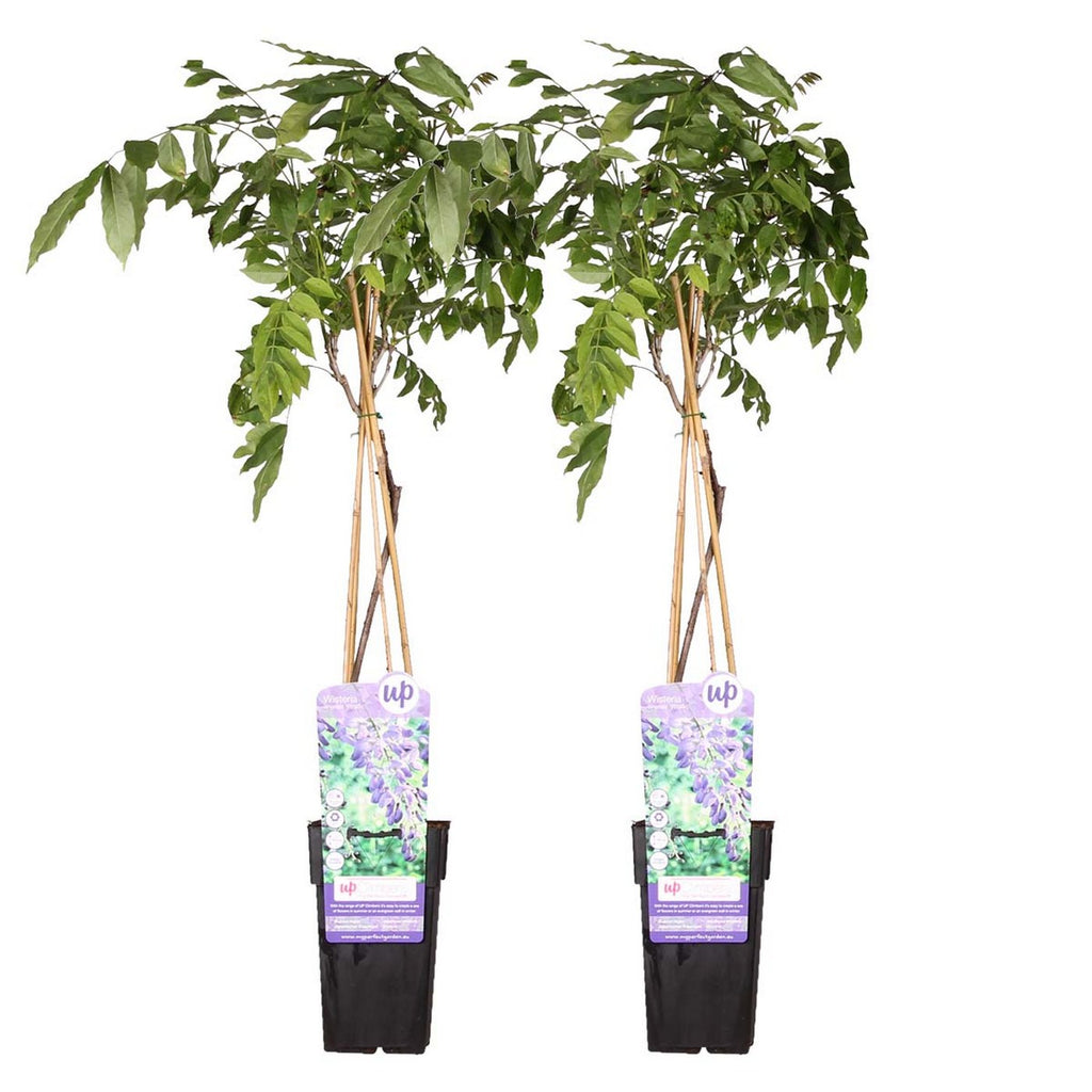 Lot De 2 Glycines Bleues – Plante D'Extérieur