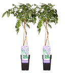 Lot De 2 Glycines Bleues – Plante D'Extérieur