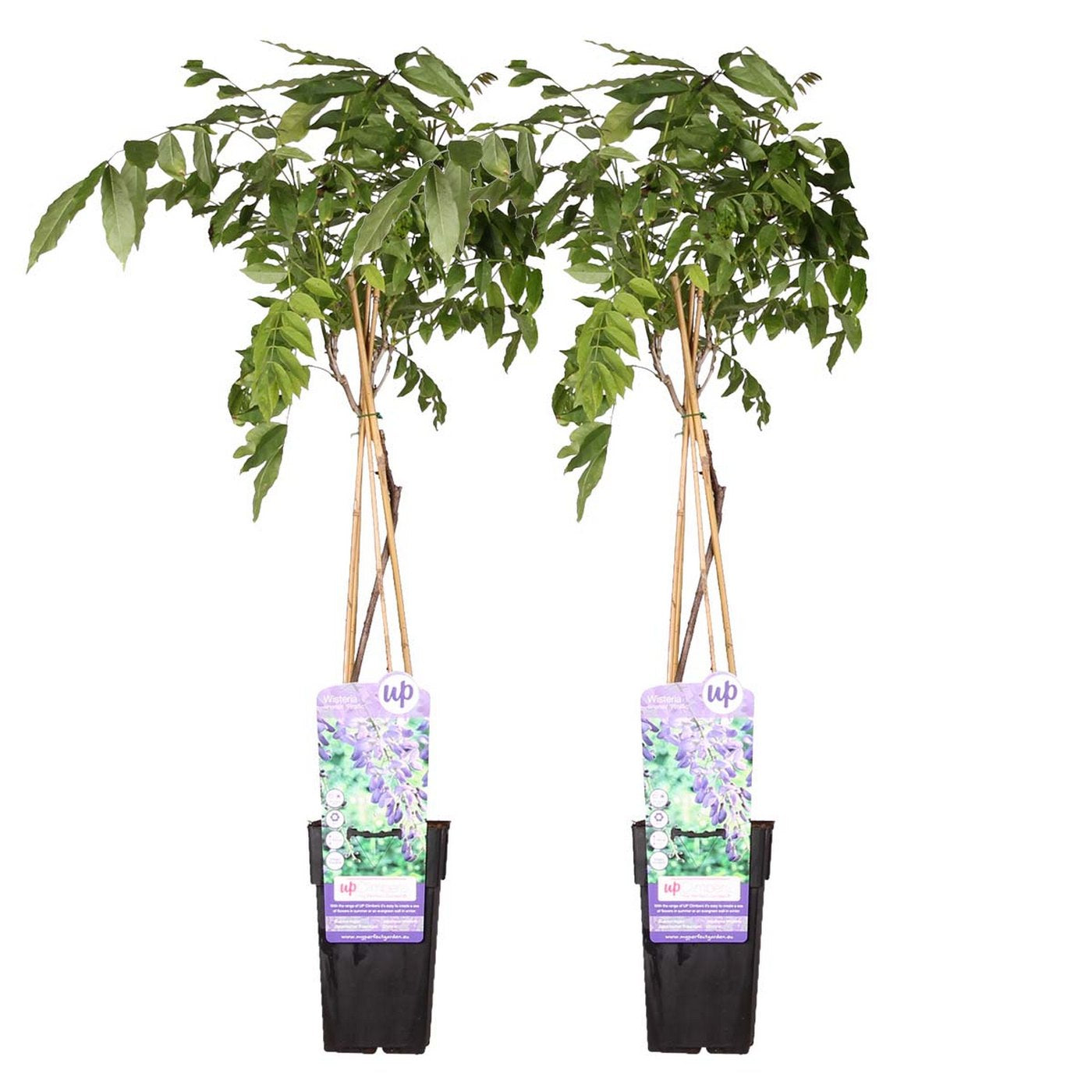 Lot De 2 Glycines Bleues – Plante D'Extérieur