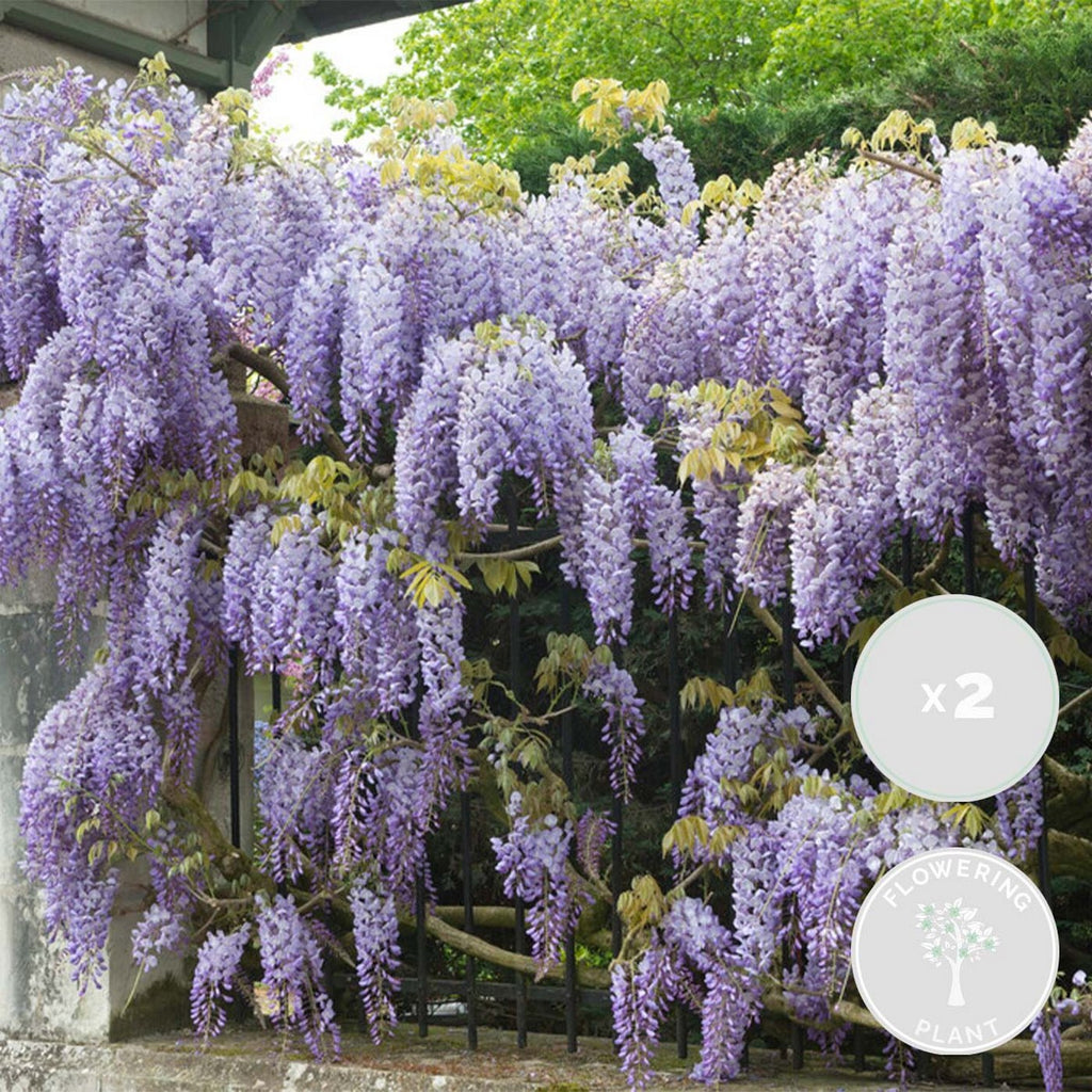 Lot De 2 Glycines Bleues – Plante D'Extérieur