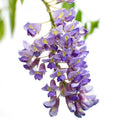 Lot De 2 Glycines Bleues – Plante D'Extérieur