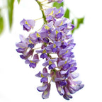 Lot De 2 Glycines Bleues – Plante D'Extérieur