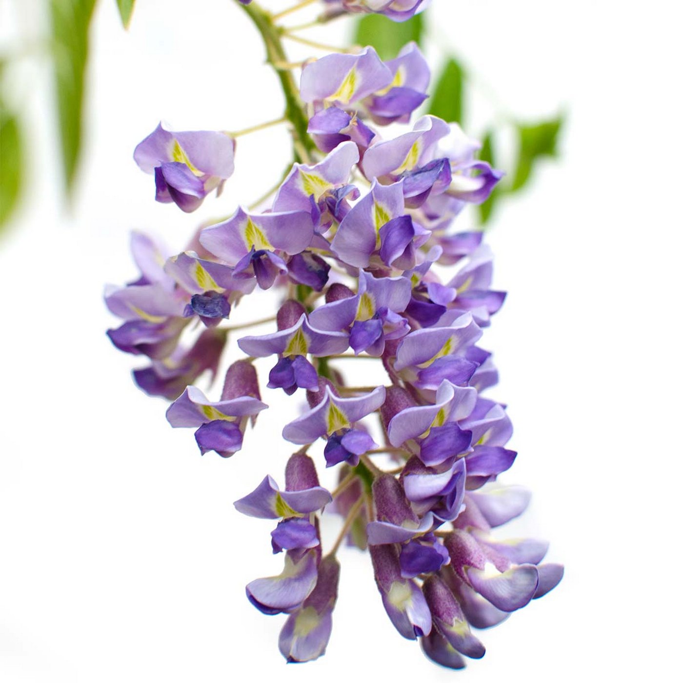 Lot De 2 Glycines Bleues – Plante D'Extérieur