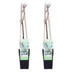 Lot De 2 Glycines Blanches – Plante D'Extérieur