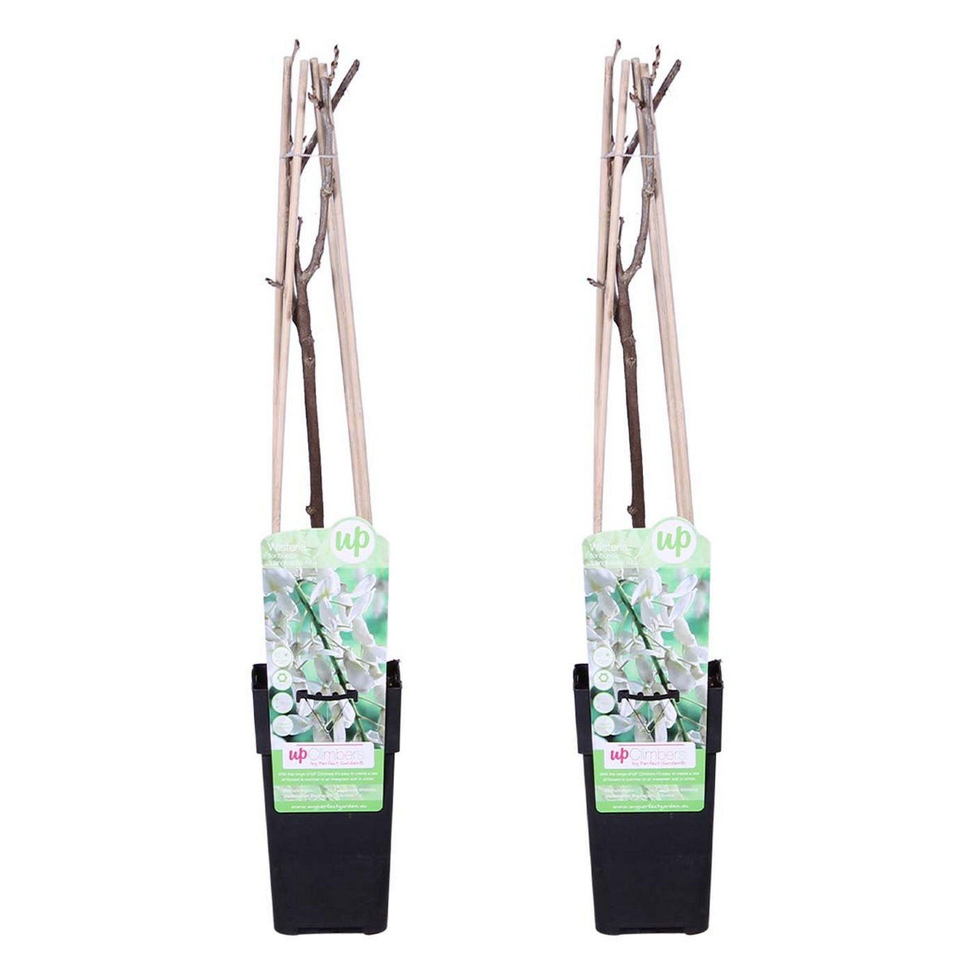 Lot De 2 Glycines Blanches – Plante D'Extérieur