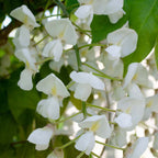 Lot De 2 Glycines Blanches – Plante D'Extérieur