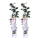 Set Of 2 Pink Jasmines