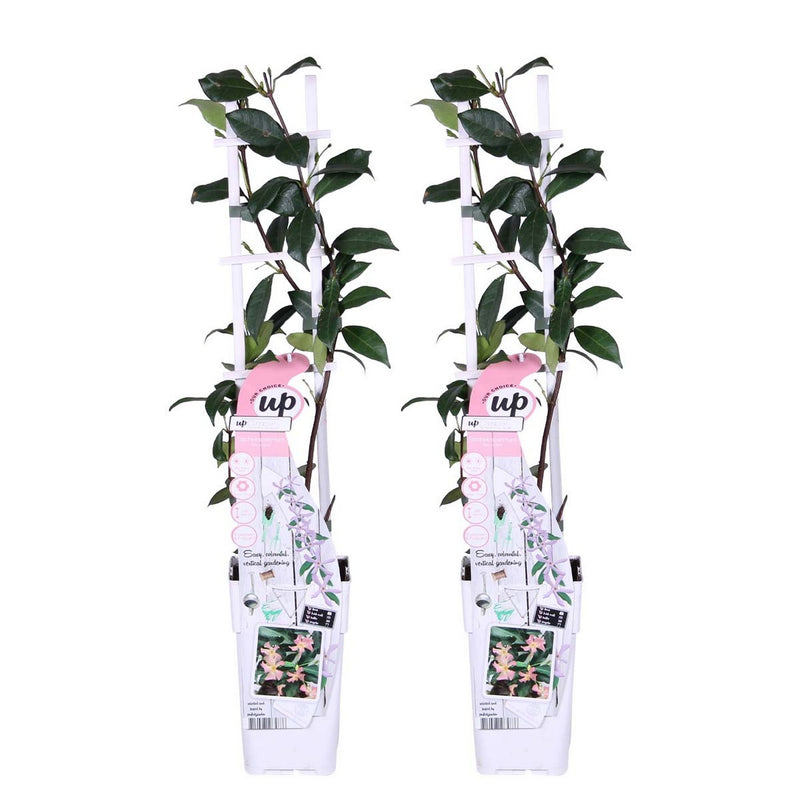 Set Of 2 Pink Jasmines